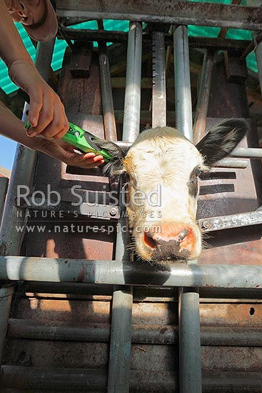 Ear tagging and marking calves in the Bush Gulley stockyards, Molesworth Station, Marlborough District, Marlborough Region, New Zealand (NZ)