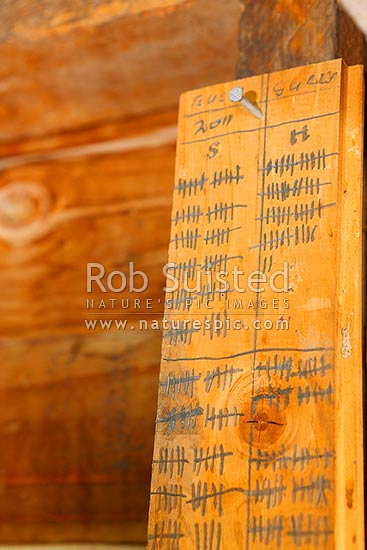 Steer and heifer calf marking tallies during calf marking at the Bush Gully stockyards, Molesworth Station, Marlborough District, Marlborough Region, New Zealand (NZ)