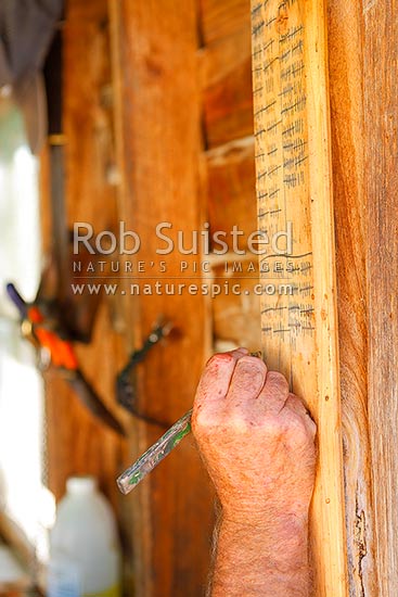 Steer and heifer calf marking tallies during calf marking at the Bush Gully stockyards, Molesworth Station, Marlborough District, Marlborough Region, New Zealand (NZ)