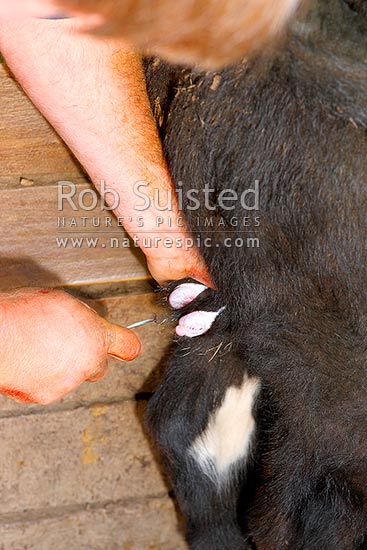 Calf testicles being removed during calf marking and castration. Testes, New Zealand (NZ)