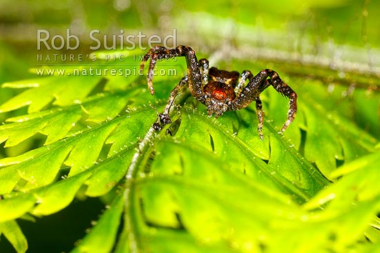 Crab Spider in static hunting pose awaiting prey on leaf (Sidymella genus; Thomsisdae - small crab with blunt ended abdomen), New Zealand (NZ)