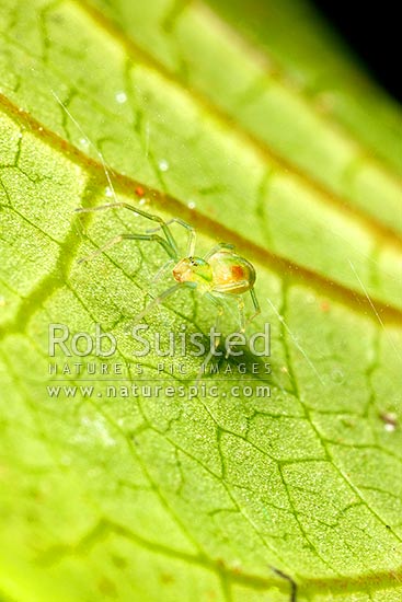 Green spider, possibly Paradictyna species (Dictynidae), New Zealand (NZ)