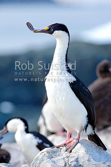 Blue-eyed shag (Phalacrocorax atriceps bransfieldensis) with nest building material, a feather, in it's bill, Antarctica Region, Antarctica