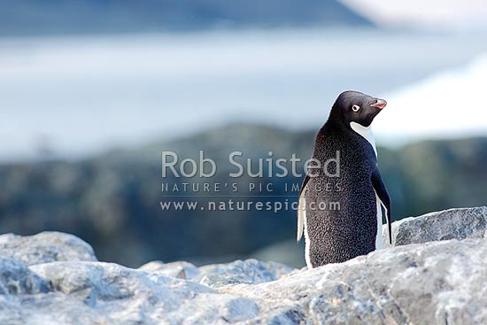 Lone Adelie penguin (Pygoscelis adeliae), Antarctica Region, Antarctica