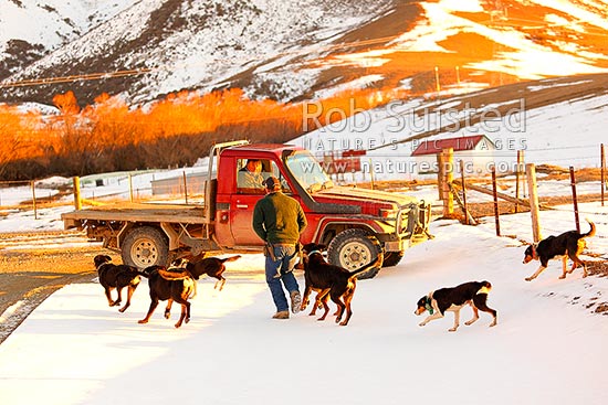 Molesworth Station manager Jim Ward talking to stockman Andy McLachlan on winter's morning amongst snow, Molesworth Station, Marlborough District, Marlborough Region, New Zealand (NZ)