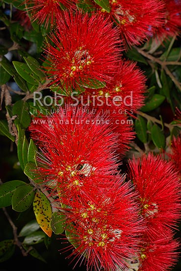 Pohutukawa tree flowers in bloom (Metrosideros excelsa), New Zealand (NZ)