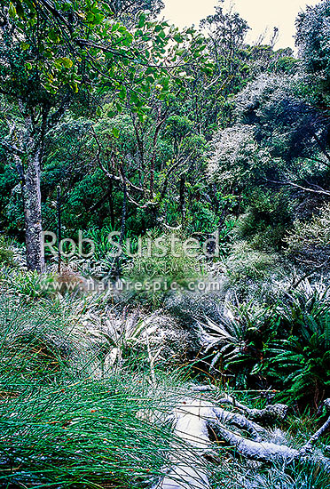 Stewart Island bush interior with snow, Stewart Island, Stewart Island District, Southland Region, New Zealand (NZ)