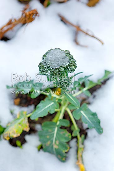 Brocolli vegetable plant in unseasonal snow, New Zealand (NZ)