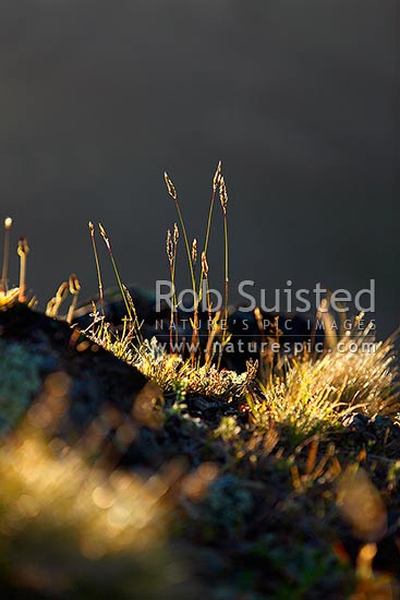 Pasture grass flowering in evening sunlight, Marlborough District, Marlborough Region, New Zealand (NZ)