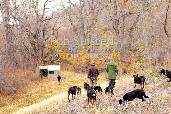 Elliott Biv or hut, in the Elliott River, with stockmen and dogs during Autumn cattle muster, Molesworth Station, Marlborough District, Marlborough Region, New Zealand (NZ)