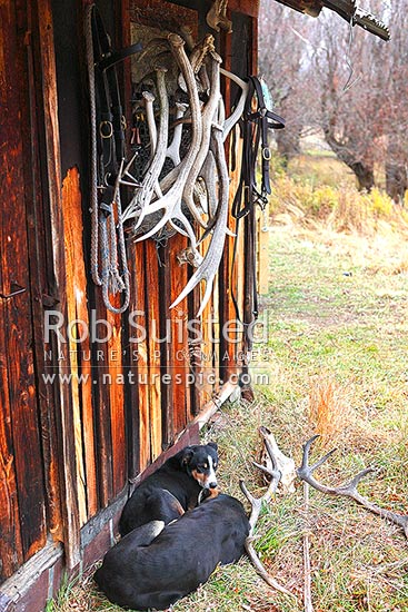 Old Lake McRae Hut with farm dogs sleeping, on an cold early Autumn morning, Molesworth Station, Marlborough District, Marlborough Region, New Zealand (NZ)