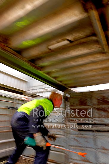 Stockman loading cattle inside a confined stock truck crate with cattle prod, New Zealand (NZ)