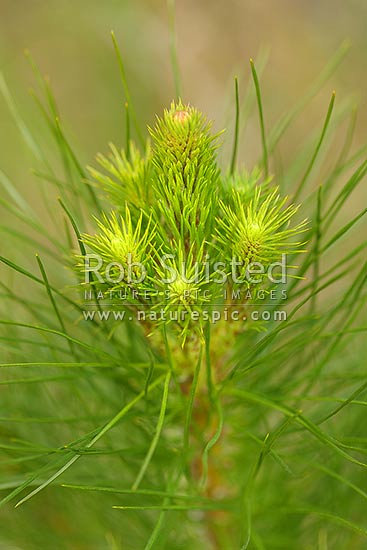 Pine tree seedling and growing tips or buds (Pinus Radiata) in plantation timber forest, New Zealand (NZ)