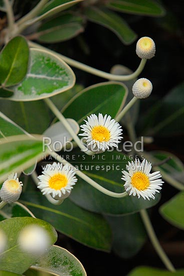 Marlborough rock daisy in flower, Marlborough daisies (Pachystegia insignis (Hook.f.) Cheeseman), New Zealand (NZ)