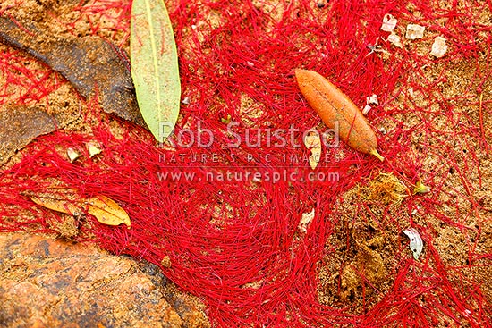 Pohutukawa tree stamens on beach sand below tree after flowering (Metrosideros excelsa), Far North District, Northland Region, New Zealand (NZ)