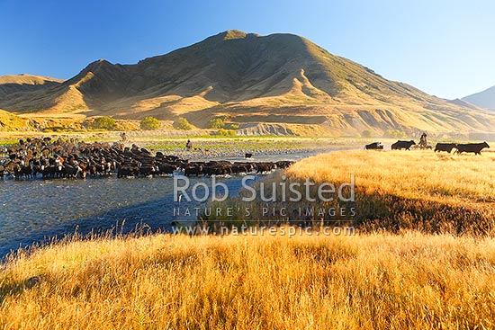 Molesworth muster of steers out to Hanmer, Stockmen, horses and dogs pushing cattle mobs across the Clarence River by Bush Gully and Bunkers Stream, Molesworth Station, Marlborough District, Marlborough Region, New Zealand (NZ)