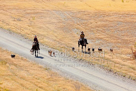 Stockmen James McLachlan and Ange Blayney on horseback with their dogs, Acheron River valley road, during the Mt Scott steer muster, heading for Bush Gully, Molesworth Station, Marlborough District, Marlborough Region, New Zealand (NZ)