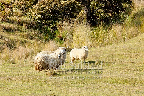 Wild sheep with unshorn fleeces, and lamb, New Zealand (NZ)