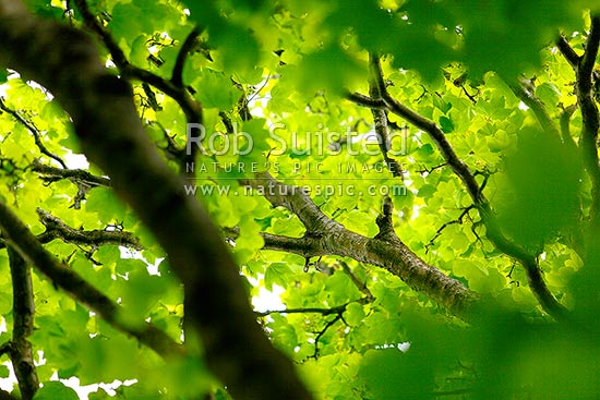 Sycamore tree leaf canopy (Platanus occidentalis), or Plane tree, New Zealand (NZ)