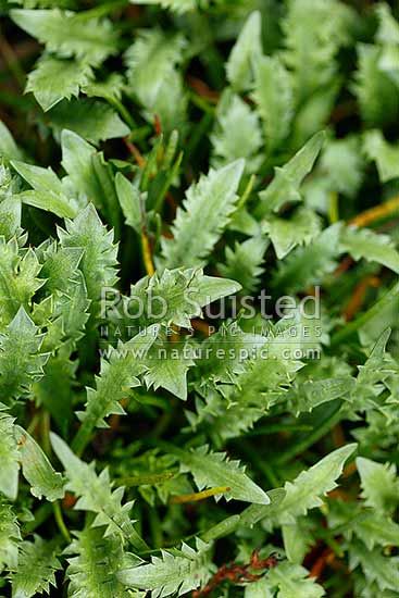 Sea Holly, NZ native plant (Eryngium vesiculosum - Apiaceae), New Zealand (NZ)