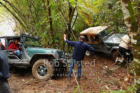 Clearing an old 4wd track through forest, New Zealand (NZ)