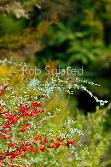 Cotoneaster pest plant in bright red fruit clusters (Cotoneaster glaucophyllus), New Zealand (NZ)