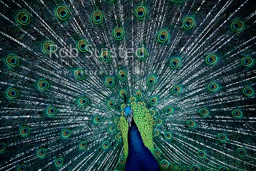 Male Peacock (Pavo cristatus) displaying tail feathers, New Zealand (NZ)