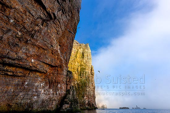 Stappen bird cliffs of Bear Island (Bjørnøya) towering above the Barents Sea, as sea fog lifts, Bear Island (Bjørnøya), Svalbard