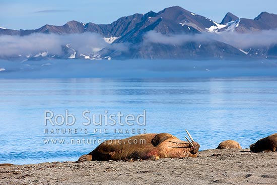 Atlantic Walrus (Odobenus r. rosmarus). A group of male Walruses hauled out in west Spitsbergen, sunbathing on a warm day, New Zealand (NZ)