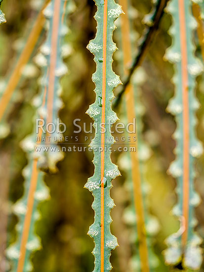 Toothed Lancewood leaves (Pseudopanax ferox) close up detail, New Zealand (NZ)