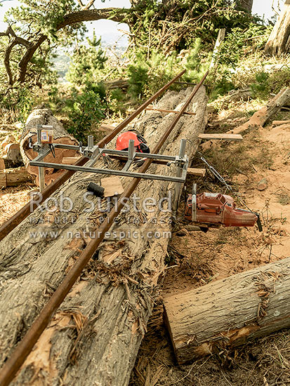 Chainsaw mill cutting first slab, or cant, from a large macrocarpa tree log into timber slabs. Chainsaw slabbing timber onsite, often called an Alaskan Mill, New Zealand (NZ)