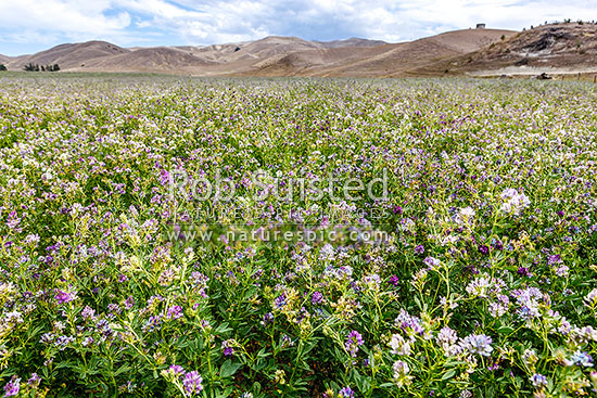 Lucerne plants (Medicago sativa) flowering in harsh dry drought conditions. A stock fodder crop also known as Alfalfa, a perennial flowering plant in the pea family Fabaceae, New Zealand (NZ)