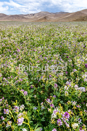 Lucerne plants (Medicago sativa) flowering in harsh dry drought conditions. A stock fodder crop also known as Alfalfa, a perennial flowering plant in the pea family Fabaceae, New Zealand (NZ)