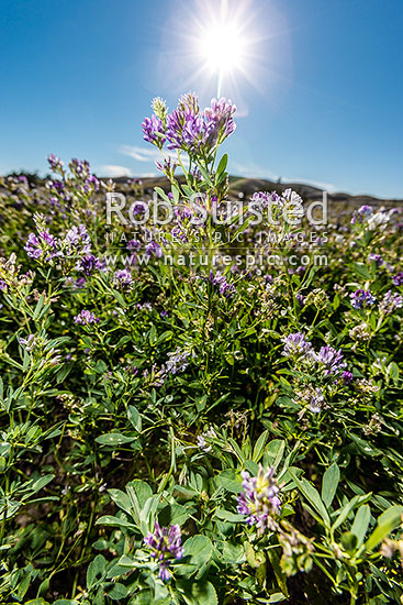 Lucerne plants (Medicago sativa) flowering in harsh drought conditions. A stock fodder crop also known as Alfalfa, a perennial flowering plant in the pea family Fabaceae, New Zealand (NZ)