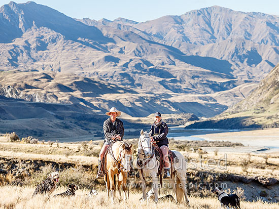 Georgina and James Murray, managers of The Branches Station, on horseback with dogs during the autumn muster. Upper Shotover River valley, Branches Station, Shotover Valley, Queenstown Lakes District, Otago Region, New Zealand (NZ)