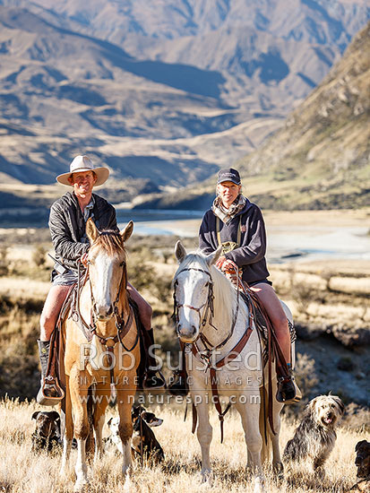 Georgina and James Murray, managers of The Branches Station, on horseback with dogs during the autumn muster. Upper Shotover River valley, Branches Station, Shotover Valley, Queenstown Lakes District, Otago Region, New Zealand (NZ)