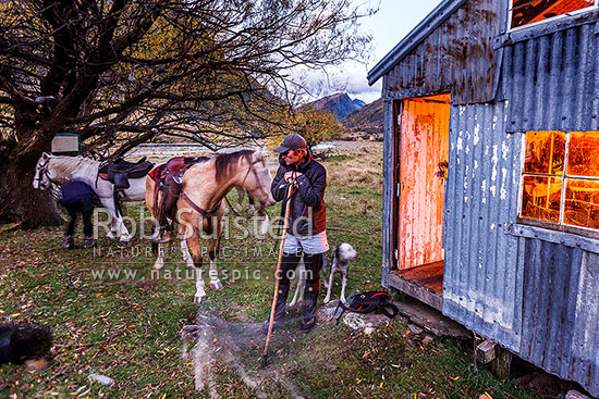 Fire light illuminates James Murray (station manager) at twilight, after a full day ride to reach Hundred Mile Hut during the autumn muster, Branches Station, Shotover Valley, Queenstown Lakes District, Otago Region, New Zealand (NZ)