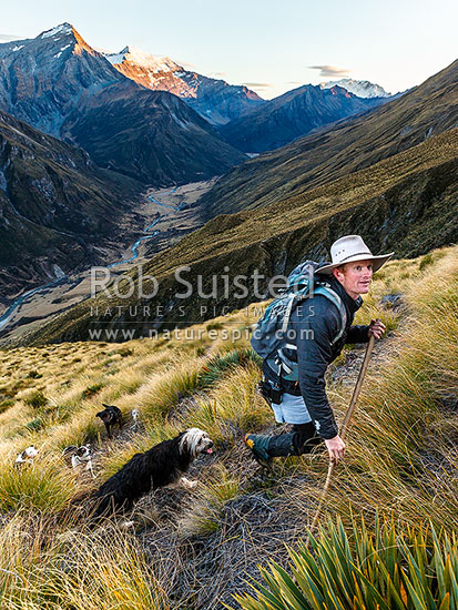 James Murray (station manager) on the top muster beat at sunrise. Here at 1300 metres, with another 500m to go. Shotover River headwaters and Shotover Saddle behind, Branches Station, Shotover Valley, Queenstown Lakes District, Otago Region, New Zealand (NZ)