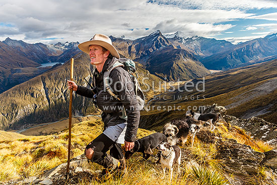 James Murray (station manager) on autumn merino muster beat high above the Shotover Valley headwaters. Lochnagar nestled in the Richardson Mountains at left, Branches Station, Shotover Valley, Queenstown Lakes District, Otago Region, New Zealand (NZ)