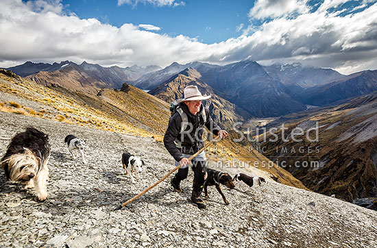 James Murray (station manager) on autumn merino muster top beat (at 1800m) above the Shotover Valley headwaters. Lochnagar behind, Branches Station, Shotover Valley, Queenstown Lakes District, Otago Region, New Zealand (NZ)