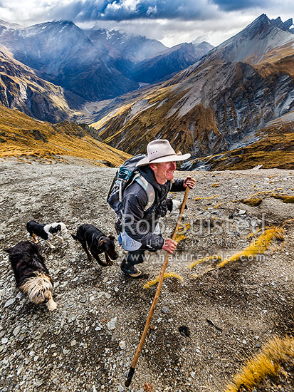 James Murray (station manager) on autumn merino muster top beat (at 1800m) above the Shotover Valley headwaters. Lochnagar behind, Branches Station, Shotover Valley, Queenstown Lakes District, Otago Region, New Zealand (NZ)