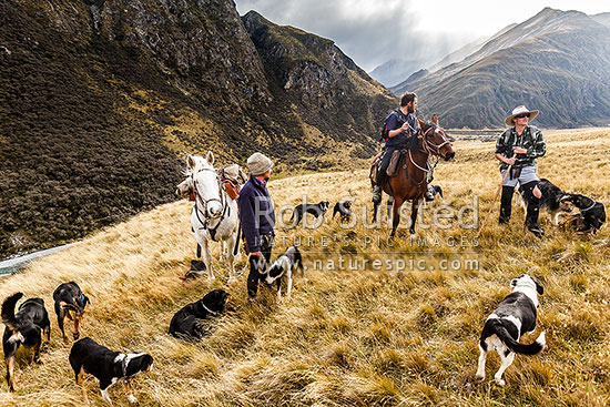 Musterers, horses and dogs on the autumn merino muster. Station manager James Murray at right. Shotover River Valley headwaters, Branches Station, Shotover Valley, Queenstown Lakes District, Otago Region, New Zealand (NZ)