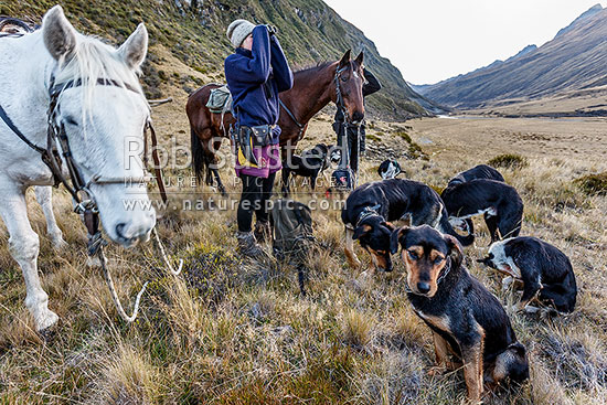 Musterers and dogs spotting for sheep high on the surrounding hills above the Shotver River headwaters, before sunrise. Alice Speedy with binoculars, Branches Station, Shotover Valley, Queenstown Lakes District, Otago Region, New Zealand (NZ)