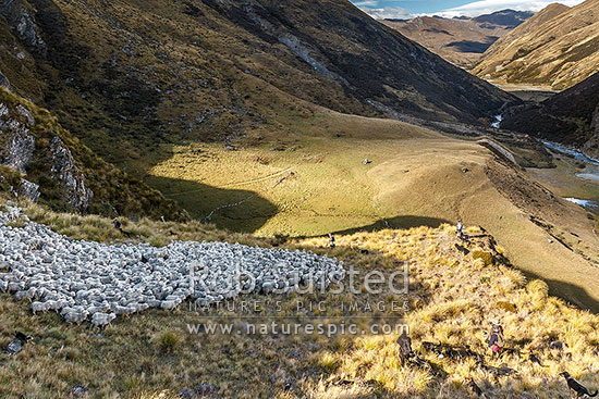 Carefully bringing the merino sheep flock down the 100m bluff on Greenland Spur near Sixteen Mile Gorge. A stampede can risk many animals. Sixteen Mile Gorge, Shotover River valley. Autumn Muster, Branches Station, Shotover Valley, Queenstown Lakes District, Otago Region, New Zealand (NZ)