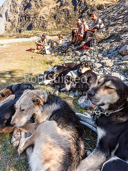 Tired dogs, and musterers at the end of the autumn sheep muster, in the upper Shotover River Valley. Georgina and James Murray (station managers) at left, Branches Station, Shotover Valley, Queenstown Lakes District, Otago Region, New Zealand (NZ)