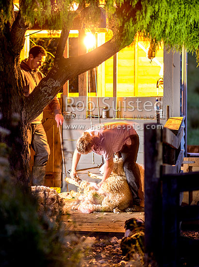 Sam and Emily Welch, shearing on their home stand, under a rimu tree, Waikaretu Valley, Franklin District, Waikato Region, New Zealand (NZ)