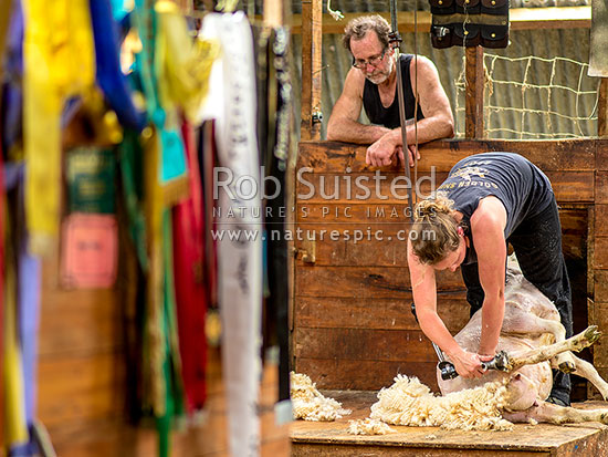 Emily Welch shearing under her father Philip Woodward's watchful eye. Her mentor and teacher, Philip's shearing ribbons hang in his shearing shed beside, Waikaretu Valley, Franklin District, Waikato Region, New Zealand (NZ)