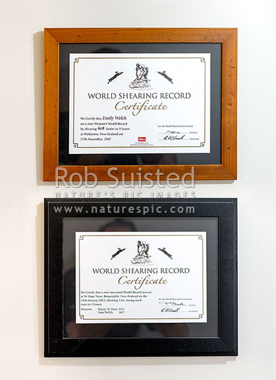 Sam and Emily Welch's world record shearing certificates. Two world records in one household, Waikaretu Valley, Franklin District, Waikato Region, New Zealand (NZ)