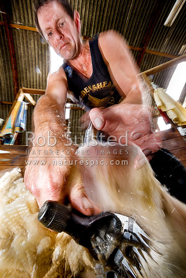 Sam Welch, record holding sheep shearer, in full flight, Waikaretu Valley, Franklin District, Waikato Region, New Zealand (NZ)