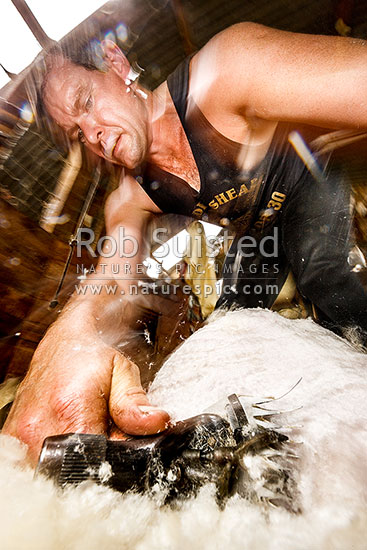 Sam Welch, record holding sheep shearer, in full flight, Waikaretu Valley, Franklin District, Waikato Region, New Zealand (NZ)